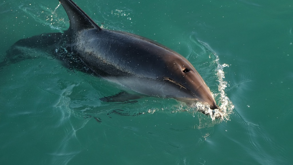 2 Hours Private Dolphin and Snorkeling Tours up to 6 People