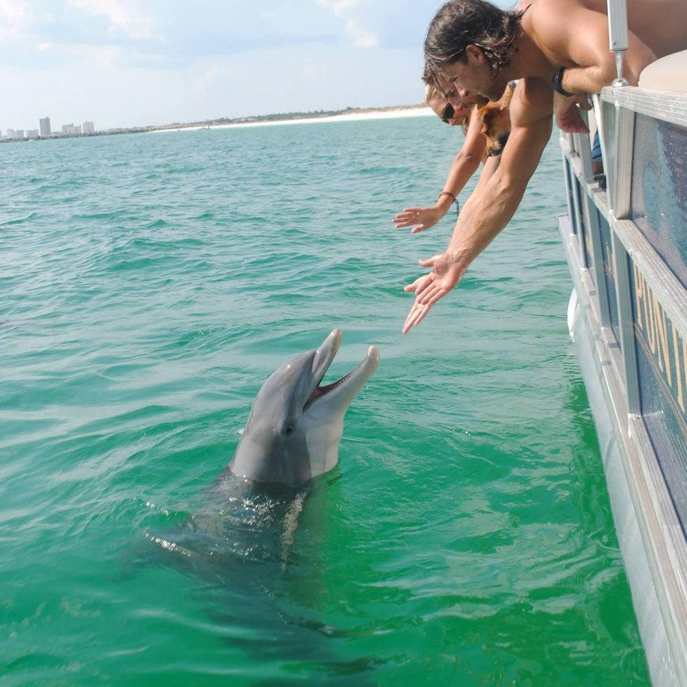 Pirates Cove Marina Dolphin Tours