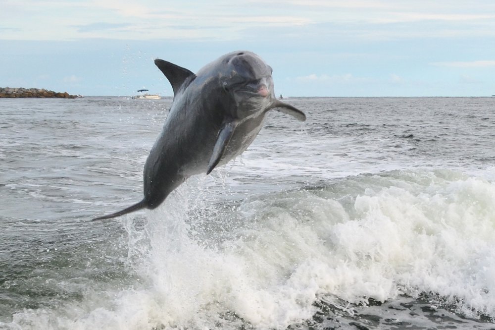 Laguna Beach Dolphin Tours