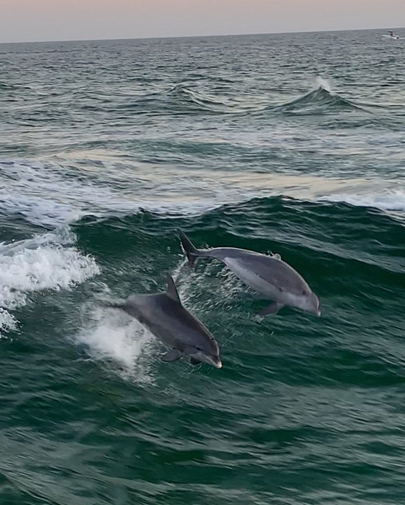 St Andrews State Park Dolphin Tours