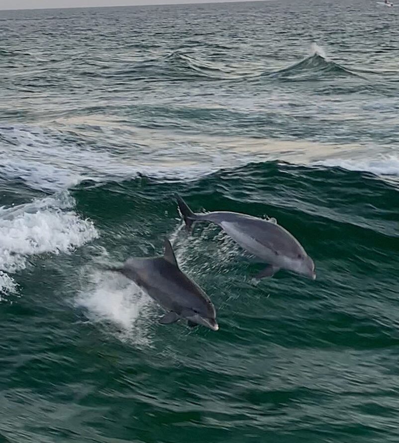 Panama City Dolphin Tours