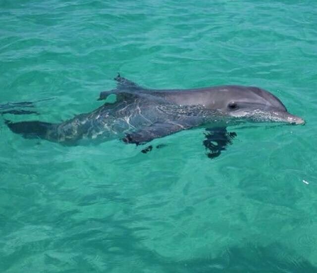 Gulf Lagoon Beach Dolphin Tours