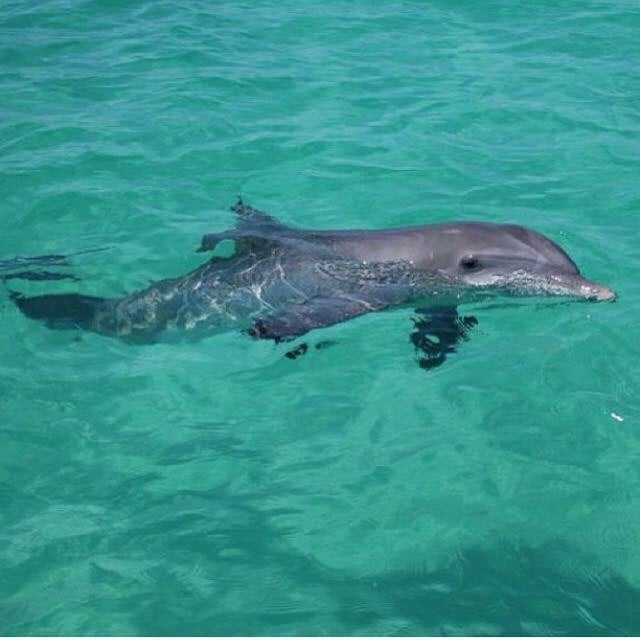 Treasure Island Marina Dolphin Tours