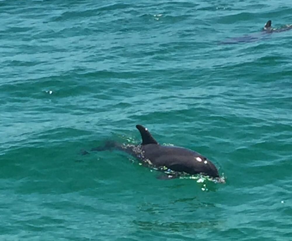 Inlet Beach Dolphin Tours