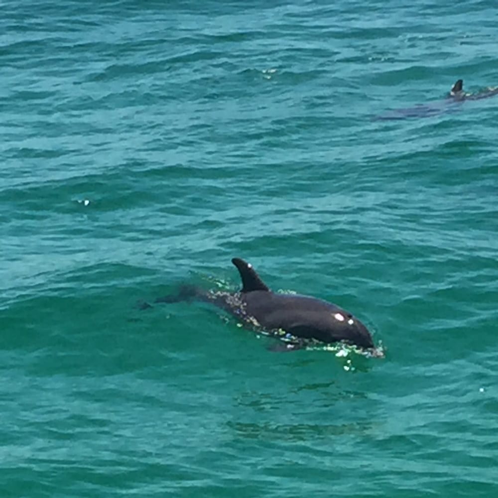 Sisters of the Sea Dolphin Tours