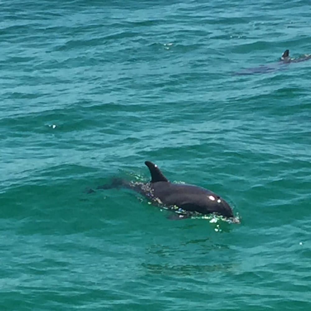 St Andrews State Park Dolphin Tours