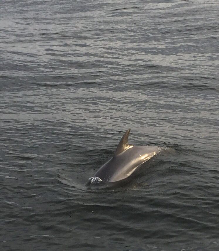 Inlet Beach Dolphin Tours