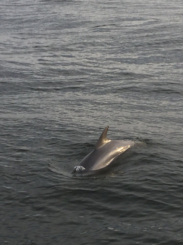 The Shrimp Boat Dolphin Tours