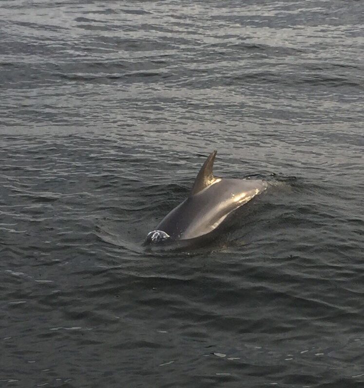 Lower Grand Lagoon Dolphin Tours