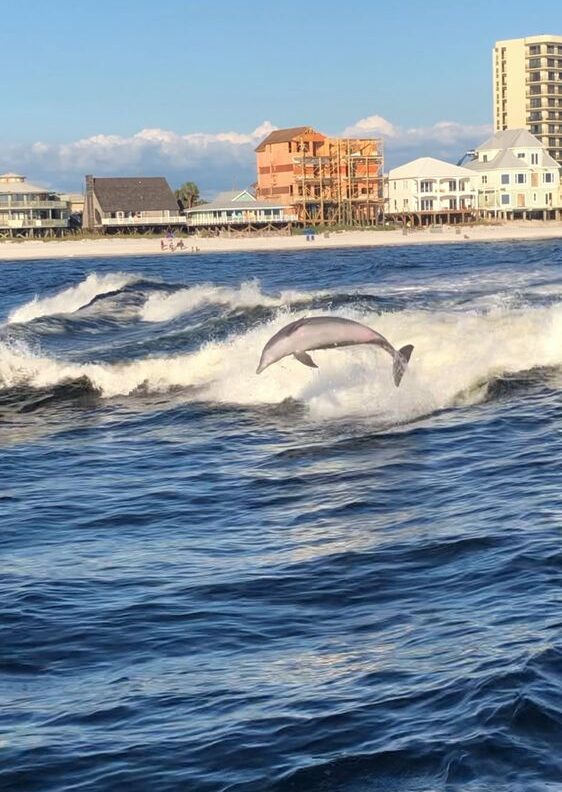 Lower Grand Lagoon Dolphin Tours