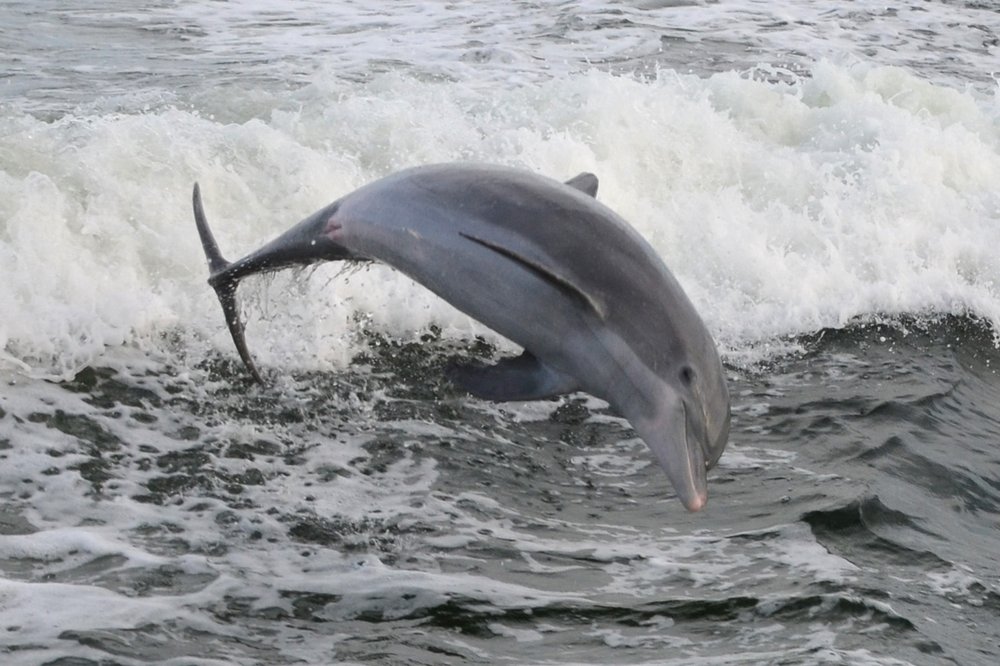 Laguna Beach Dolphin Tours