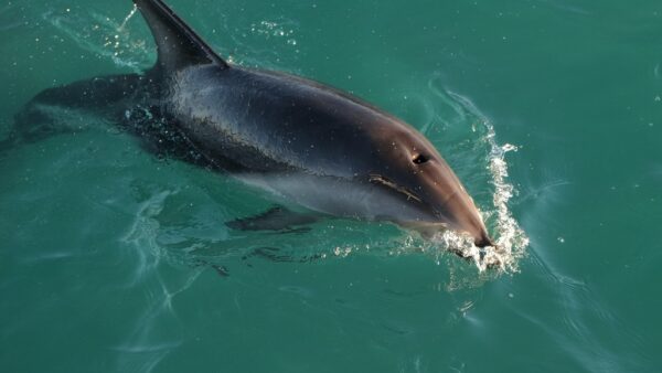 Rv Resort Dolphin Tours