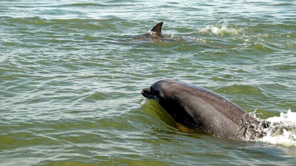 Panama City Dolphin Tours