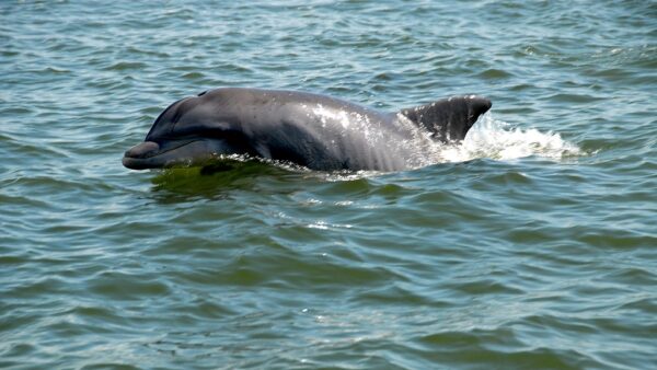 Seacrest Dolphin Tours