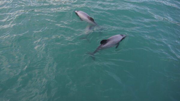 The Shrimp Boat Dolphin Tours