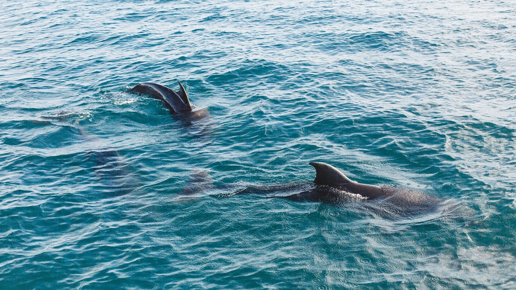 Laguna Beach Dolphin Tours