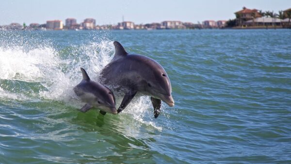 Seacrest Dolphin Tours