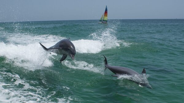 The Shrimp Boat Dolphin Tours