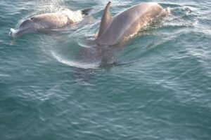 Split Charter Dolphin and Snorkeling Tours