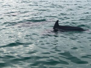 Private Dolphin and Snorkeling Tours